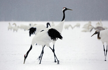 Red crowned cranes in snow