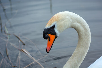 Wall Mural - Close-up of the head of a young mute swan