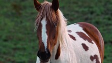 Slow Motion. Close-up Portrait Of A White With Brown Spots Of A Horse With A Mane Fluttering In The Wind On A Pasture. Cool Dude On Chill. Rural Landscape