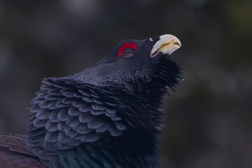 Wall Mural - Western capercaillie (Tetrao urogallus)