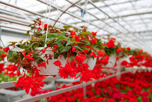 Red Flowers In Pots Hanging In The Greenhouse