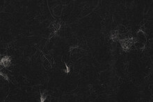Animal White Wool On Black Clothes Background Texture. Close Up Of Cat Hair On Clothes