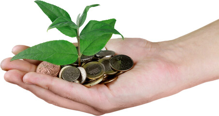 Plant growing from coins - isolated image