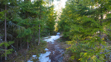 Landscape. Spring April forest with snow nearly melted