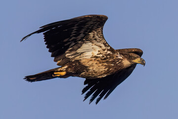 A wild bald eagle flying at a state park in Colorado.