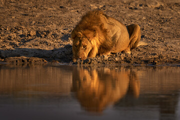 Wall Mural - Lion drink water, Savuti, Chobe NP in Botswana. Hot season in Africa. African lion, male. Botswana wildlife.  Young male near the water hole.