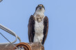 Wild osprey at a state park in Colorado.