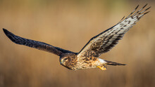 A Wild Northern Harrier Hunting In A Field At A State Park In Colorado During Sunset.