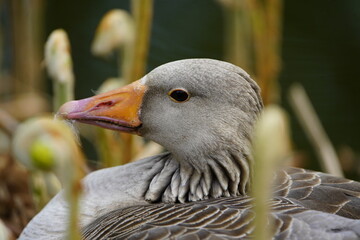 Wall Mural - Breeding Greylag Goose (Anser anser) Anatidae family. Hanover, Berggarten.