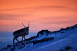 Arctic sunrise. Orange light with reindeer. Wild Reindeer, Rangifer tarandus, with massive antlers in snow, Svalbard, Norway. Svalbard deer on rocky mountain. Wildlife nature, winter orange sunset.