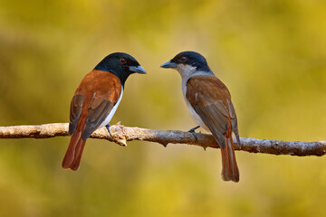 Poster - Rufous vanga, Schetba rufa, bird endemic to Madagascar. Male and female of red black vanga sitting on the branch in the forest. Two bird love, nesting season in nature.  Madagascar.