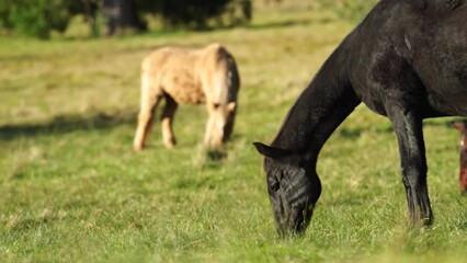 Wall Mural - Beautiful Horse in a field on a farm in Australia. Horses in a meadow