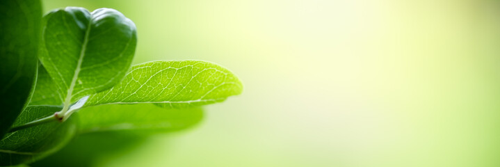 Wall Mural - Beautiful nature view of green leaf on blurred greenery background in garden and sunlight with copy space using as background natural green plants landscape, ecology, fresh wallpaper concept.