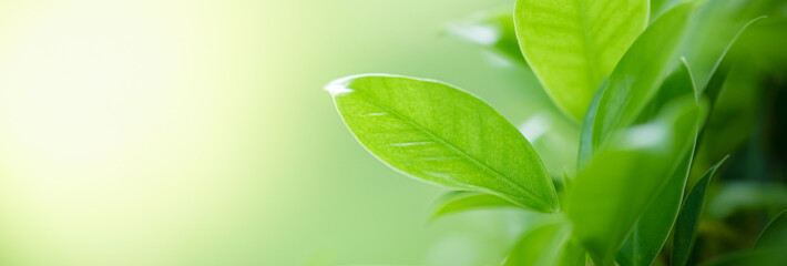 beautiful nature view of green leaf on blurred greenery background in garden and sunlight with copy 