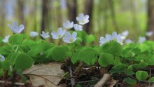 Blooming Wood Sorrel Plant Growing In The Forest In Spring, Edible And Medicinal Plant. Small White Flowers In The Forest, Nature Scene.