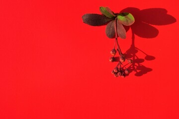 Canvas Print - A branch of barberry bush on a sunny red table