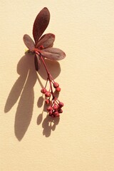 Canvas Print - A branch of barberry bush on a beige table