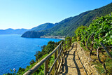Fototapeta Kawa jest smaczna - Cinque Terre, Italy. Hiking path through vineyards along the brilliant blue Mediterranean Sea.