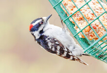 Małe Downy Woodpecker On A Feeder 