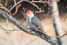 Red-Bellied Woodpecker On A Branch 