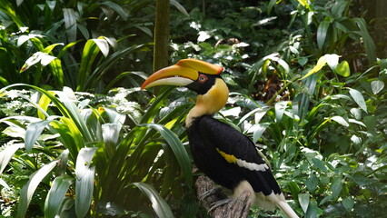 Wall Mural - Buceros bicornis | Great Hornbill | Great Indian Hornbill | 雙角犀鳥 | 黒板消し鳥