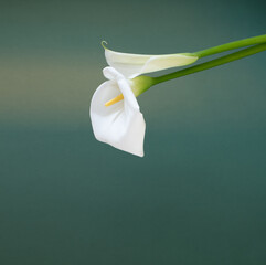 two white beautiful flowers on green background