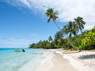 Wall Mural - tropical beach with palm trees on bora bora