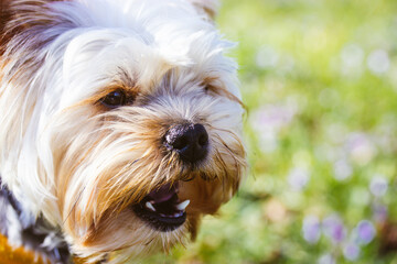 Wall Mural - A pretty little cute dog Yorkshire Terrier breed walking on green lawn in spring garden park. Puppy muzzle with open mouth with white healthy teeth. Canine breeds Domestic animal on a walk outdoor