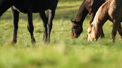 Wall Mural - Beautiful Horse in a field on a farm in Australia. Horses in a meadow