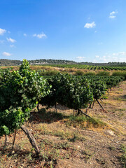 Wall Mural - Plantation of vineyard with ripe grapes