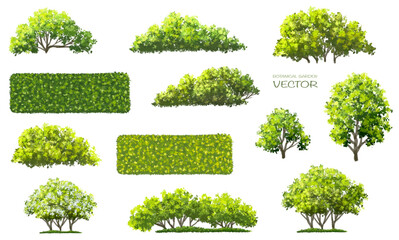 Wall Mural - vector watercolor of tree side view isolated on white background for landscape and architecture draw