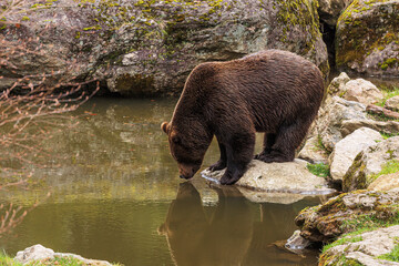 Poster - male brown bear (Ursus arctos) wants to drink