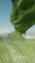 Lettuce Leaves Under The Sun And Blue Sky. Dolly Vertical Video.