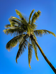 Wall Mural - palm tree against sky