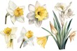 Watercolor floral bouquet of a yellow and white daffodil with green blush leaves, for wedding invitations, greetings, wallpapers, fashion, prints. flowers. AI Generated	
