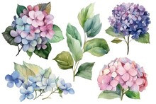 Watercolor Floral Bouquet Of A Blue And Pink Hydrangea With Green Blush Leaves, For Wedding Invitations, Greetings, Wallpapers, Fashion, Prints. Flowers. AI Generated	
