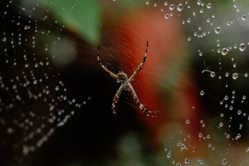 Wet Silver Spider