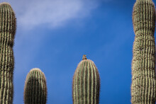 A Sparrow On Top Of A Saguaro Cactus In The Desert