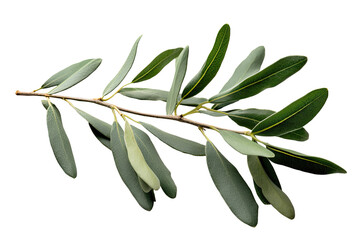 branch of olive tree isolated on transparent background Generative AI