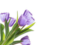 Beautiful Purple Tulips In Bouquet Lying On Transparent Background, Top View