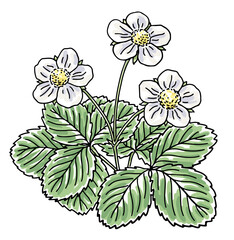 Wall Mural - Hand-drawn strawberry plant with flowers and leaves