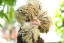 Polish Chicken With Funny Comb. Polish Bantam Chicken Hen In A Backyard