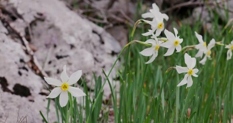 Wall Mural - Narcissus radiiflorus flower from Velebit Mountain, Croatia