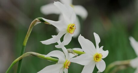 Wall Mural - Narcissus radiiflorus flower from Velebit Mountain, Croatia