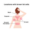 Locations with brown fat cells vector illustration