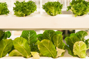 Wall Mural - Hydroponics vertical farm in building with high technology farming. Agricultural Greenhouse with hydroponic shelving system.	