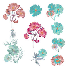 Poster - Collection of vector cosmos flowers in vintage style