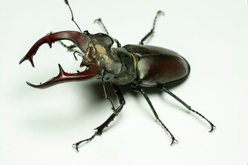 Male European stag beetle (Lucanus cervus) isolated on white background.