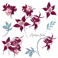 Poster - Set of vector hand drawn elegant aquilegia flowers
