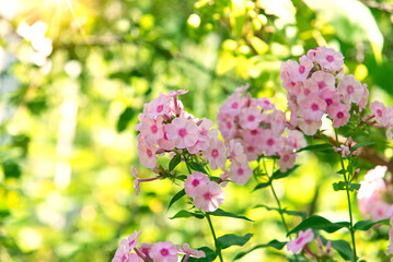 Canvas Print - Garden phlox (Phlox paniculata), bright summer flowers. Blooming branches of phlox in the garden on a sunny day. Soft blurred selective focus. Floral background.